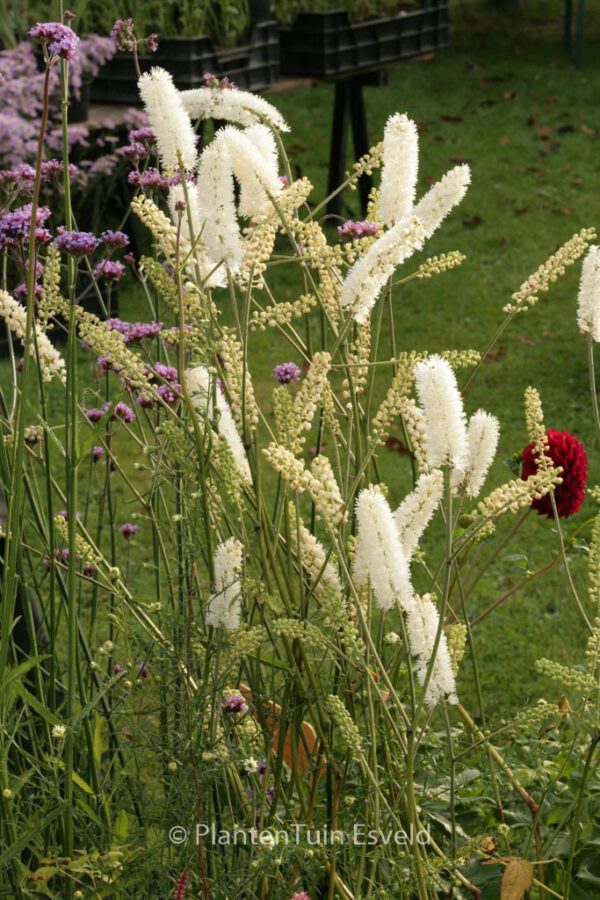 Cimicifuga simplex 'White Pearl'