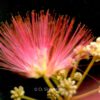 Albizia julibrissin 'Ombrella'