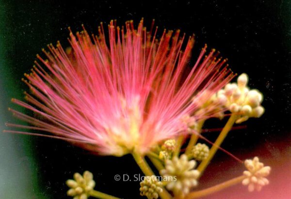 Albizia julibrissin 'Ombrella'