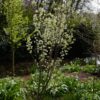 Amelanchier canadensis 'Rainbow Pillar'