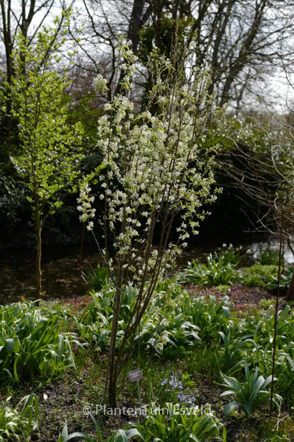 Amelanchier canadensis 'Rainbow Pillar'