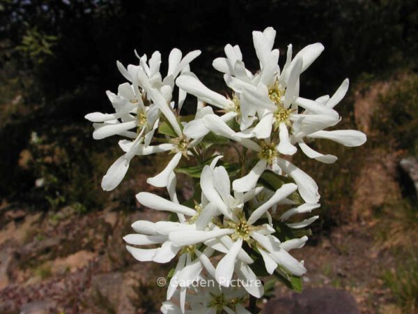 Amelanchier rotundifolia