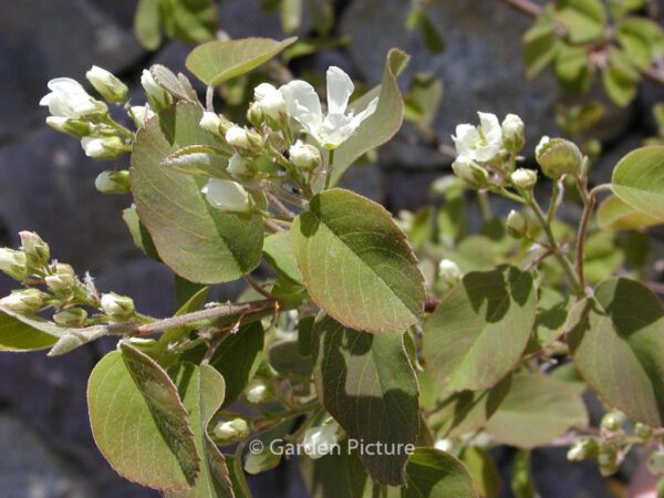 Amelanchier rotundifolia 'Helvetia'