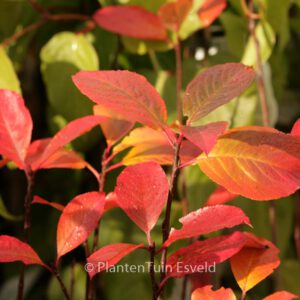 Aronia melanocarpa 'Viking'