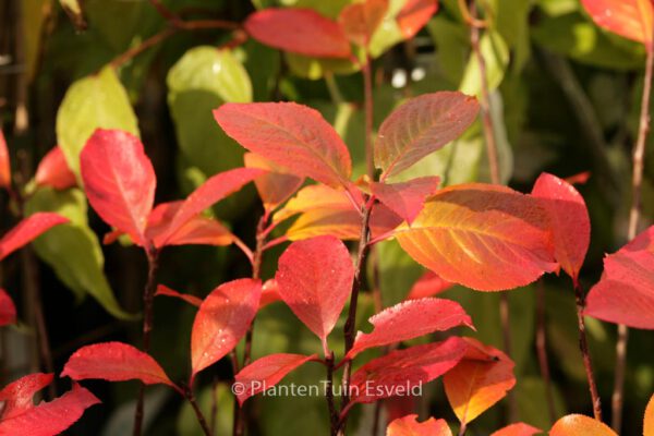 Aronia melanocarpa 'Viking'