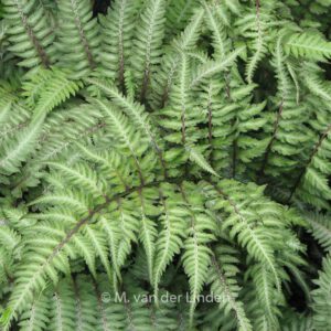 Athyrium niponicum 'Metallicum'