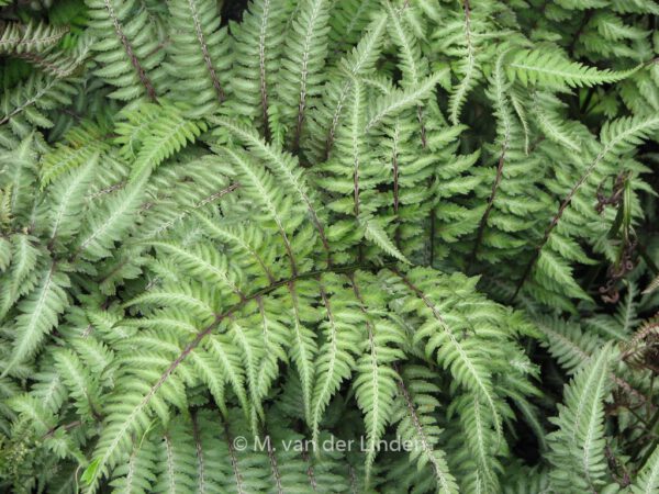 Athyrium niponicum 'Metallicum'