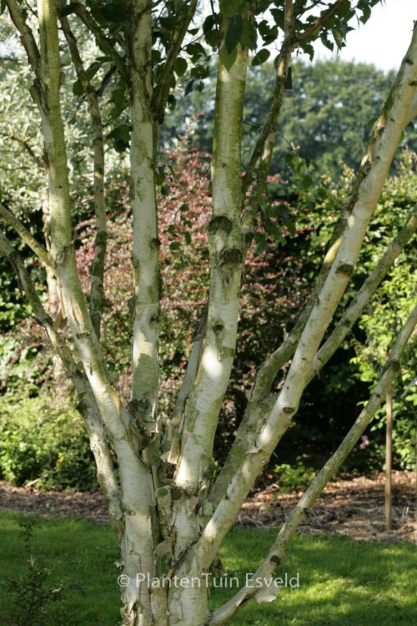 Betula utilis var. jacquemontii