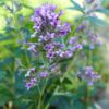 Buddleja alternifolia 'Unique'