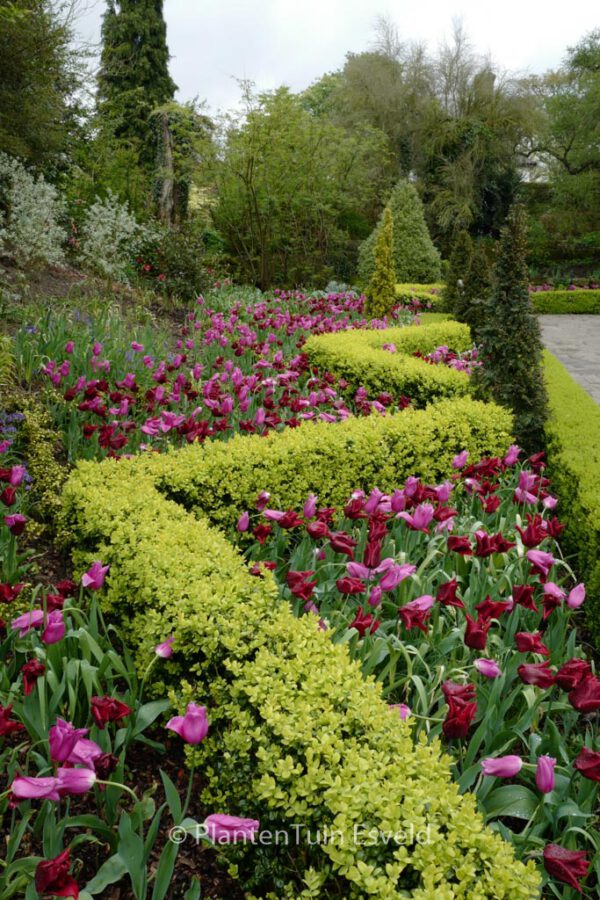 Buxus sempervirens 'Lawson's Gold'