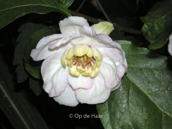 Sinocalycanthus chinensis