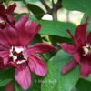 Sinocalycalycanthus raulstonii 'Hartledg