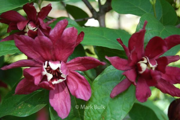 Sinocalycalycanthus raulstonii 'Hartledg