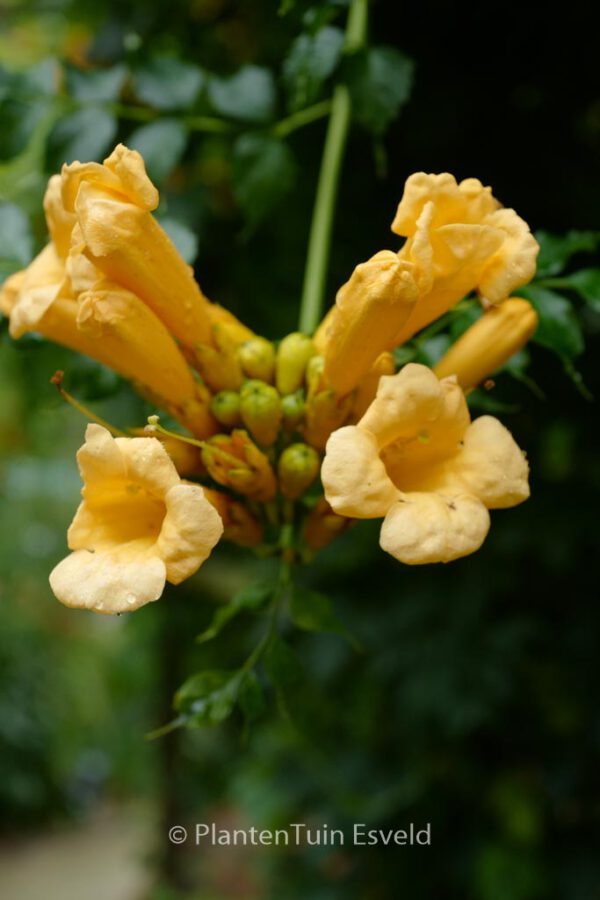 Campsis radicans 'Yellow Trumpet'