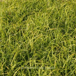 Carex foliosissima 'Irish Green'