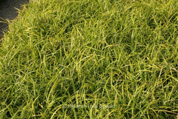 Carex foliosissima 'Irish Green'