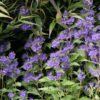 Caryopteris clandonensis 'Grand Bleu'