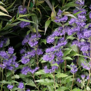 Caryopteris clandonensis 'Grand Bleu'