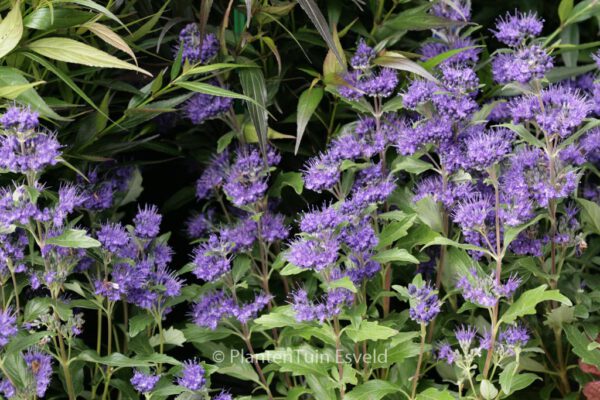 Caryopteris clandonensis 'Grand Bleu'