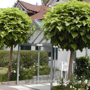 Catalpa bignonioides 'Globosa'