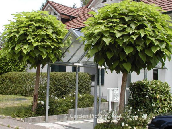 Catalpa bignonioides 'Globosa'