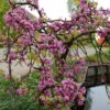 Cercis canadensis 'Lavender Twist'