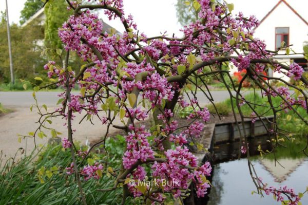 Cercis canadensis 'Lavender Twist'