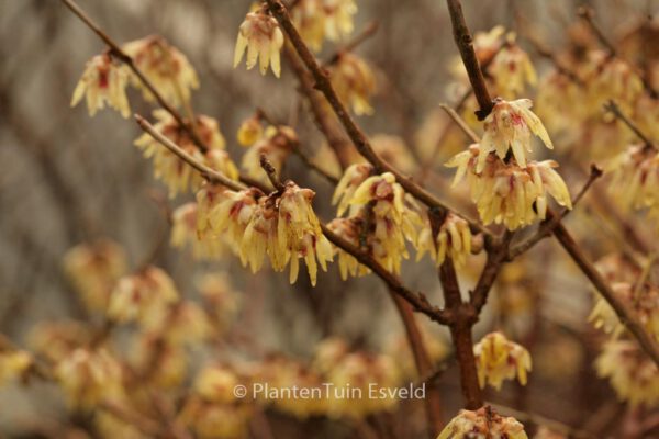 Chimonanthus fragrans