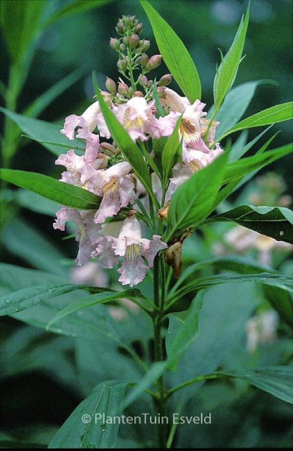 Chitalpa tashkentensis 'Summerbells'