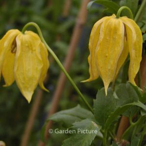 Clematis tangutica 'Aureolin'