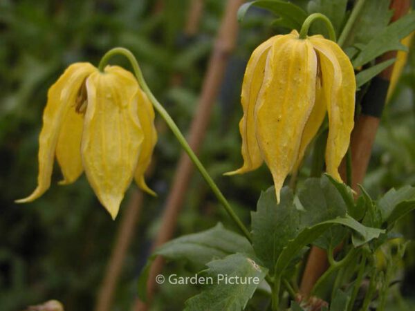 Clematis tangutica 'Aureolin'