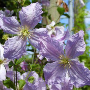 Clematis 'Blue Angel'