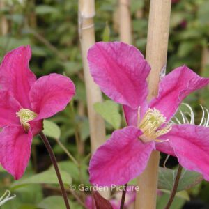 Clematis 'Inspiration'