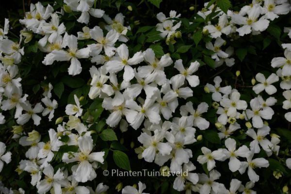 Clematis montana 'Alba'