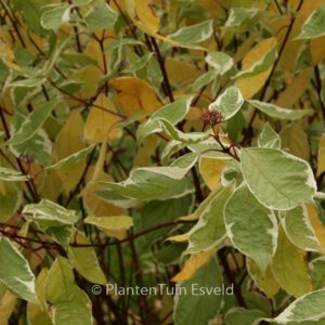 Cornus alba 'Ivory Halo'