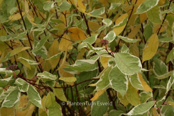 Cornus alba 'Ivory Halo'