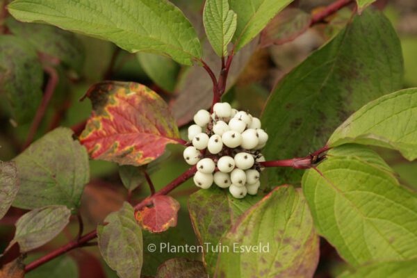 Cornus alba 'Westonbirt'