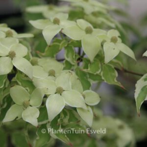 Cornus lousa 'Samaritan'