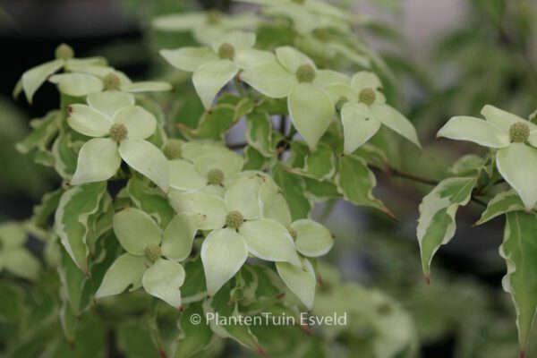 Cornus lousa 'Samaritan'