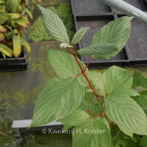 Cornus torreyi