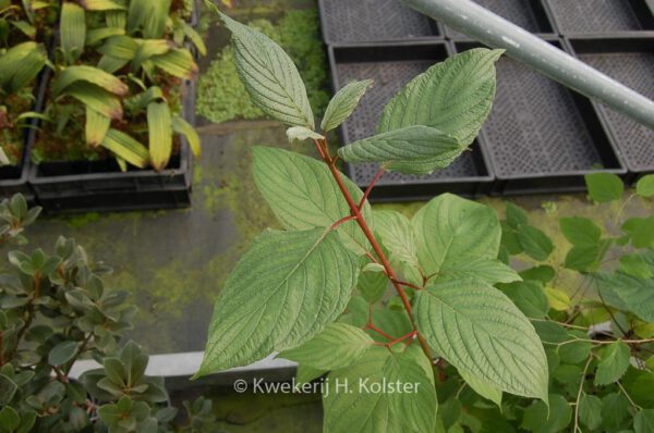 Cornus torreyi