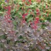 Cotinus coggygria 'Dusky Maiden'