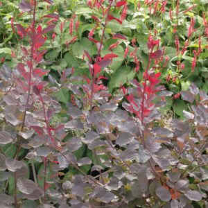 Cotinus coggygria 'Dusky Maiden'