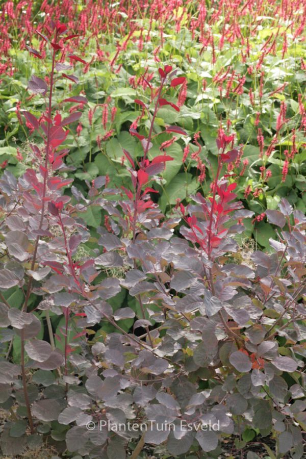 Cotinus coggygria 'Dusky Maiden'