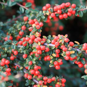 Cotoneaster 'Coral Beauty'