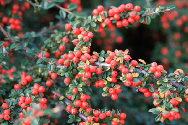 Cotoneaster 'Coral Beauty'