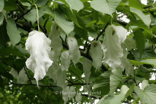 Davidia involucrata vilmoriniana