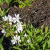 Deutzia 'Yuki Snowflake'