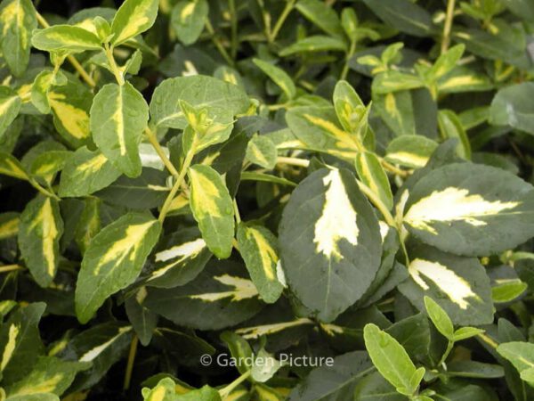 Euonymus fortunei 'Blondy'