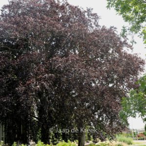 Fagus sylvatica purpurea